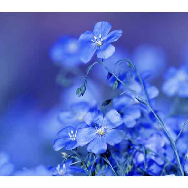 Colour Me Femme Sky Blue Edp - for Her