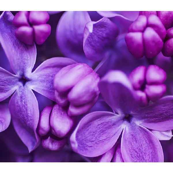 Colour Me Femme Purple Edp - for Her