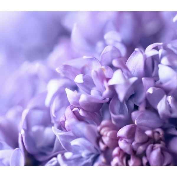 Colour Me Femme Violet Edp - for Her